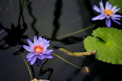 咲くやこの花館