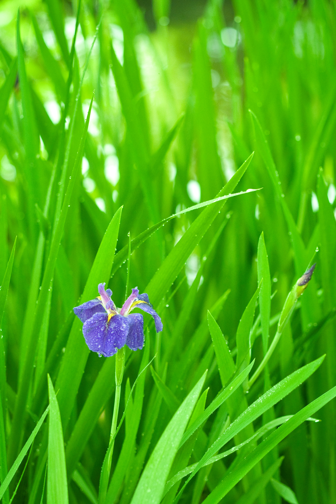 雨風景3