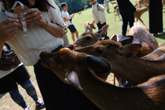 奈良　鹿寄せ2