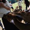 奈良　鹿寄せ2