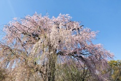 京都円山公園しだれ桜2