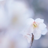 白梅１