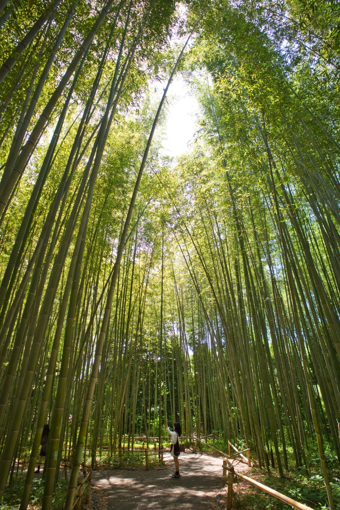 嵐山bamboo girl