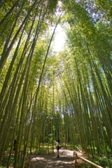 嵐山bamboo girl