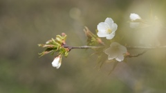 錦織公園桜木の里3