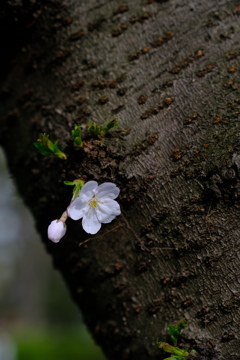 長居植物園桜3