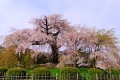 円山公園 枝垂れ桜