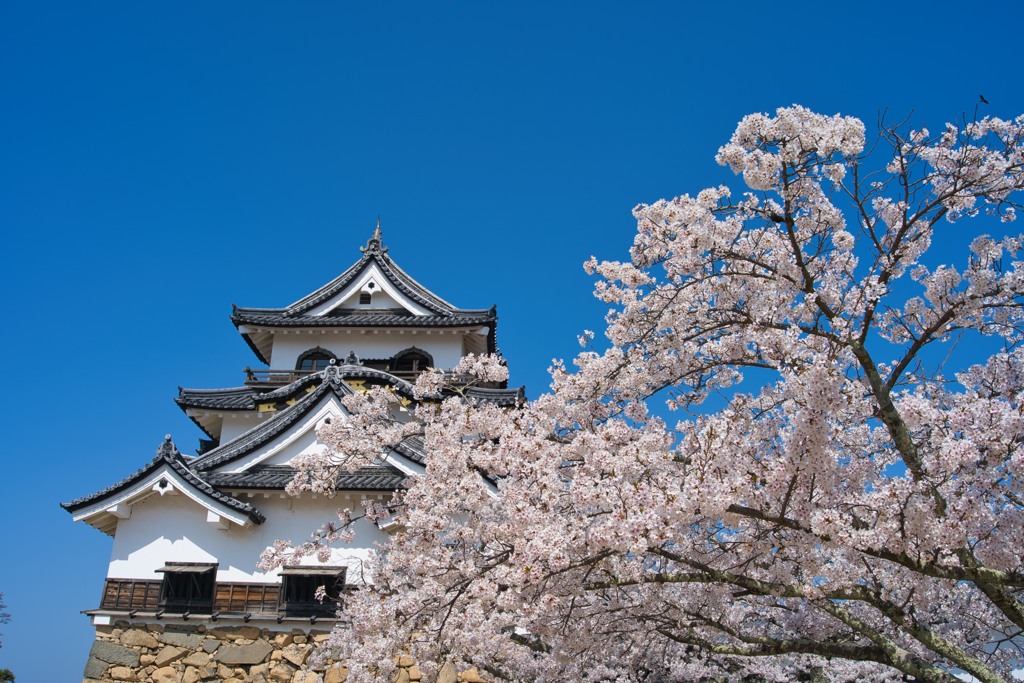 彦根城の春3