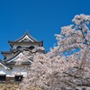 彦根城の春3