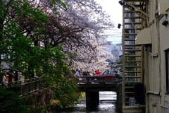 白川祇園の桜１