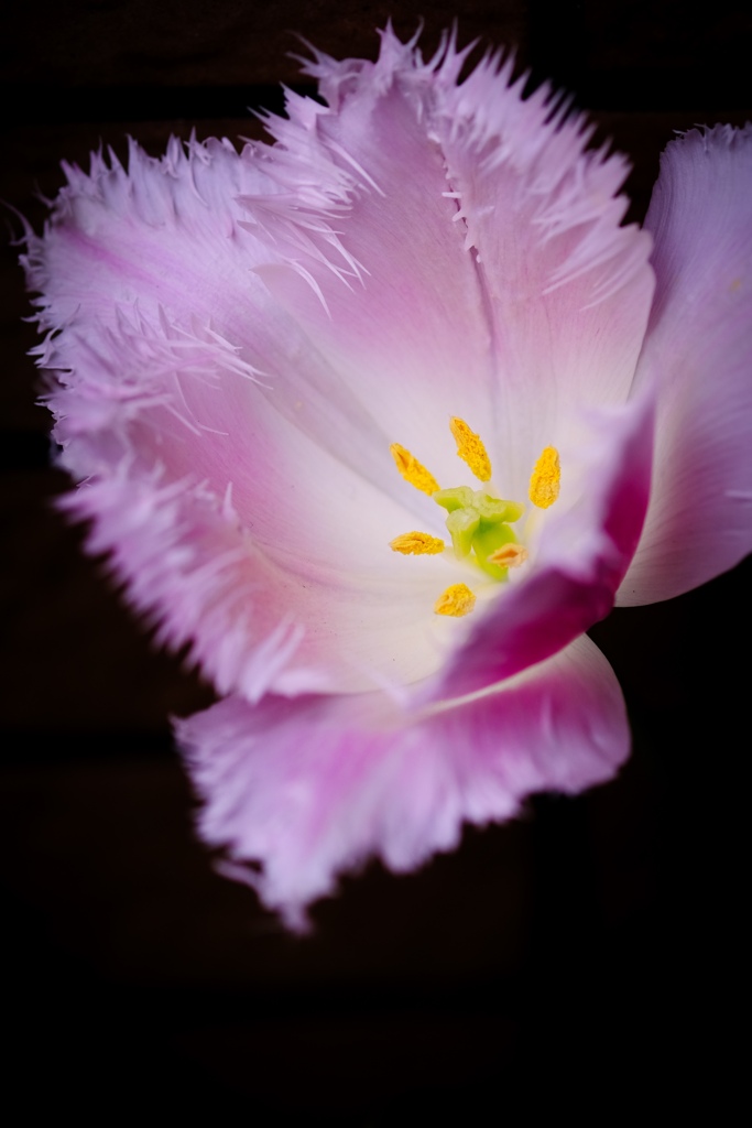 tulip-2