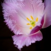tulip-2