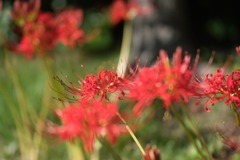 彼岸花