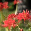 彼岸花