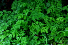 緑のジャングル