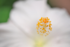 咲くやこの花館29