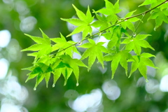 大山崎山荘美術館にて2