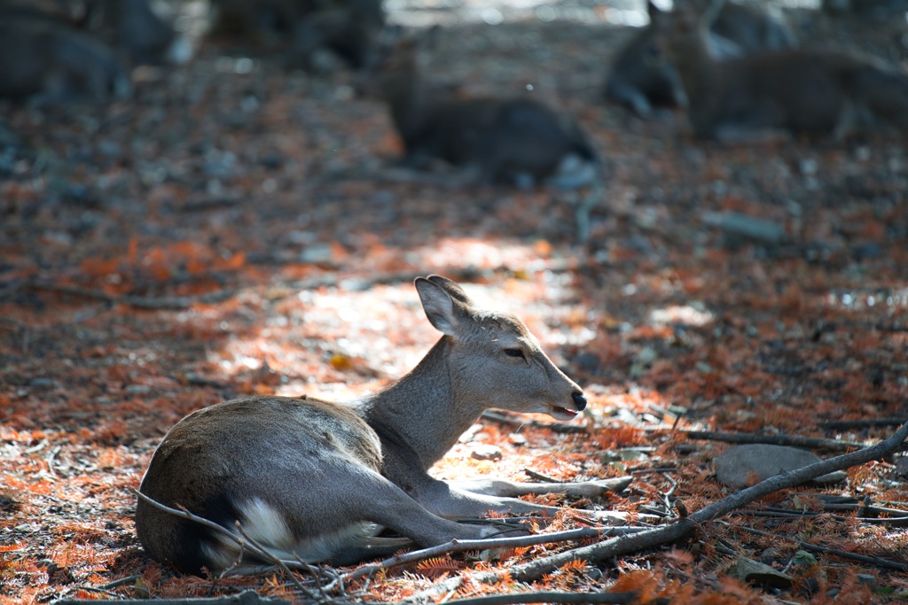 奈良公園晩秋３