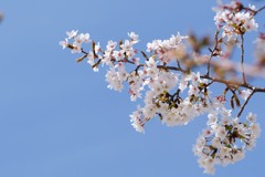 聖天山公園の桜４