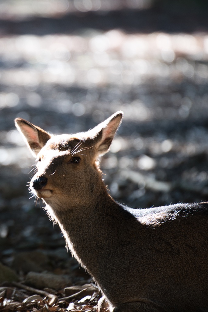 奈良公園晩秋４