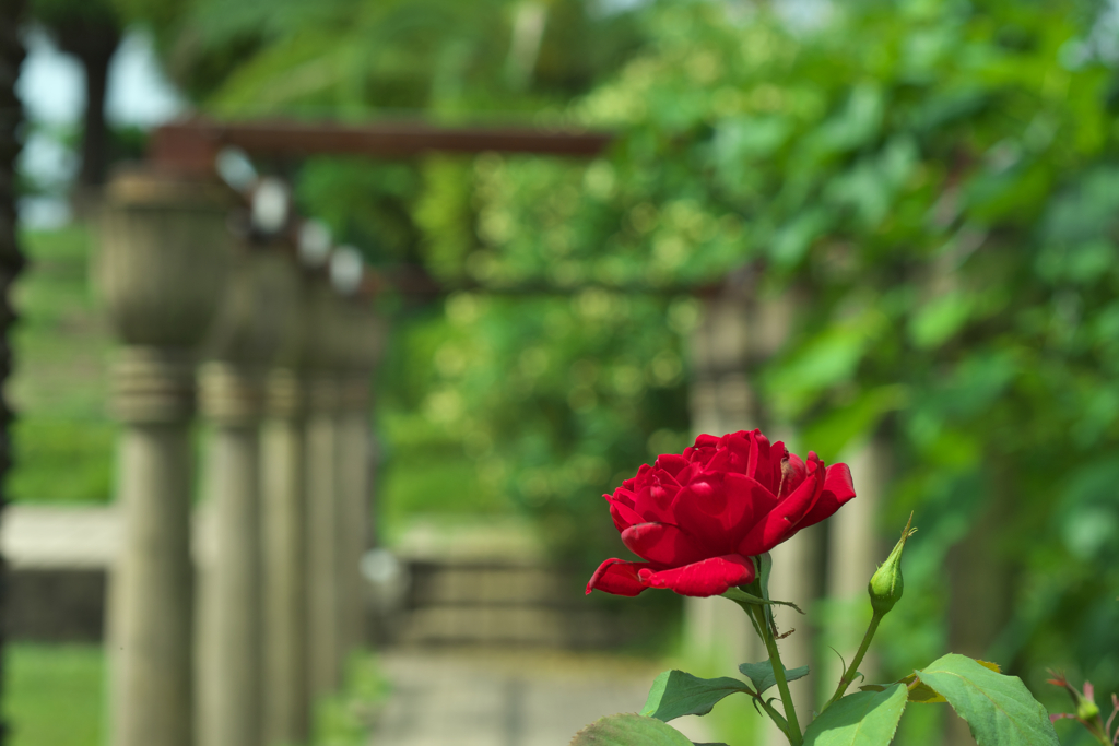薔薇