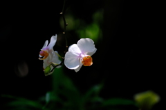 DSCF3891