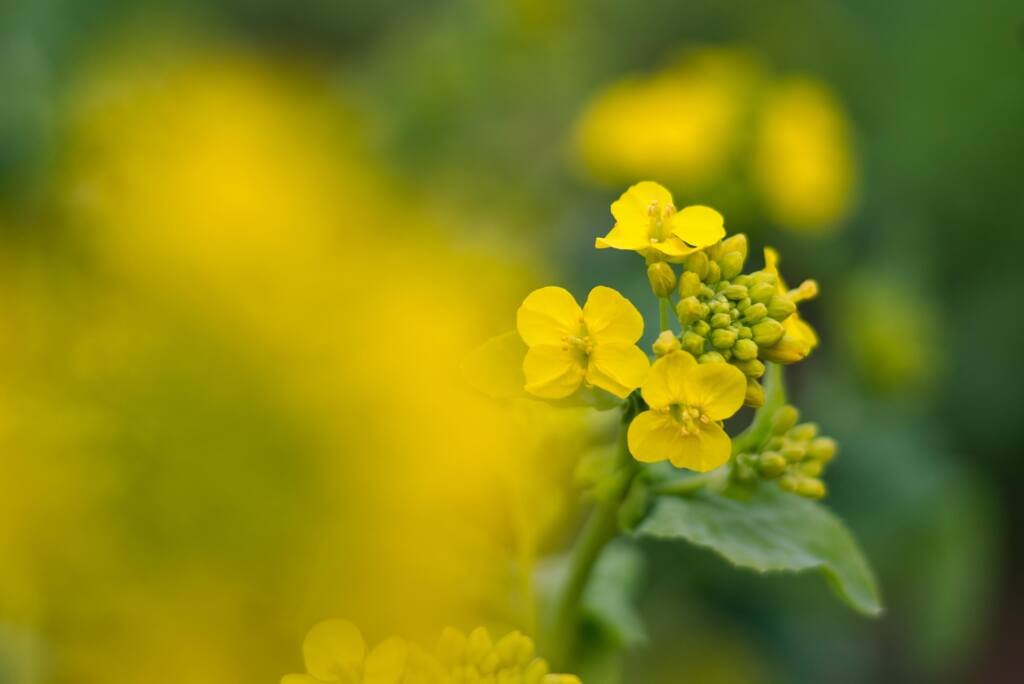 菜の花