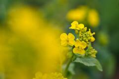菜の花