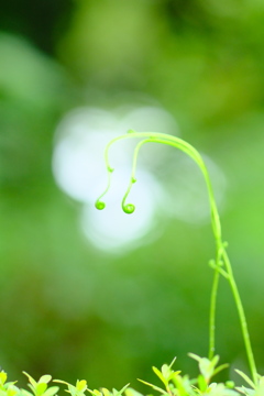 雨風景2