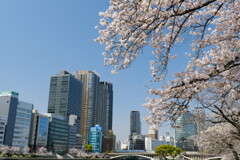 南天満公園の桜