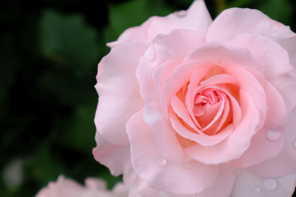 雨上がりのバラ