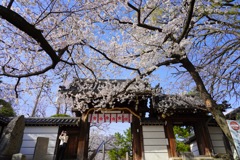 道明寺天満宮の桜