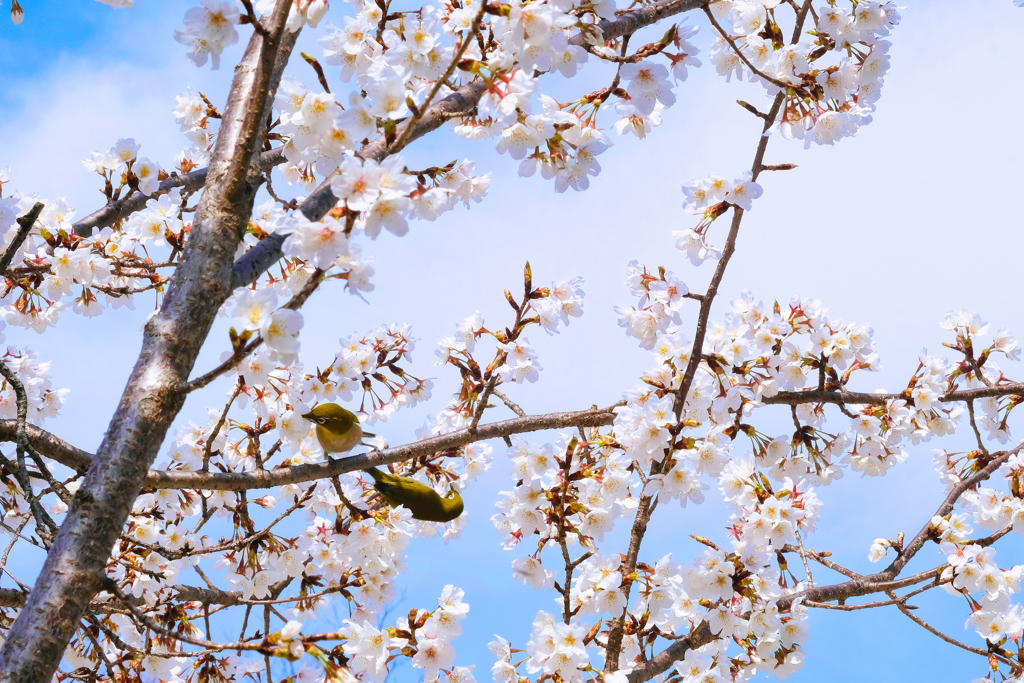 聖天山公園の桜とめじろ