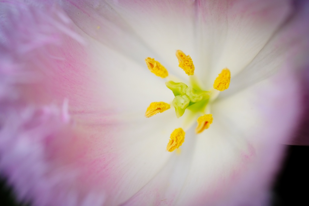 tulip-1