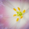 tulip-1