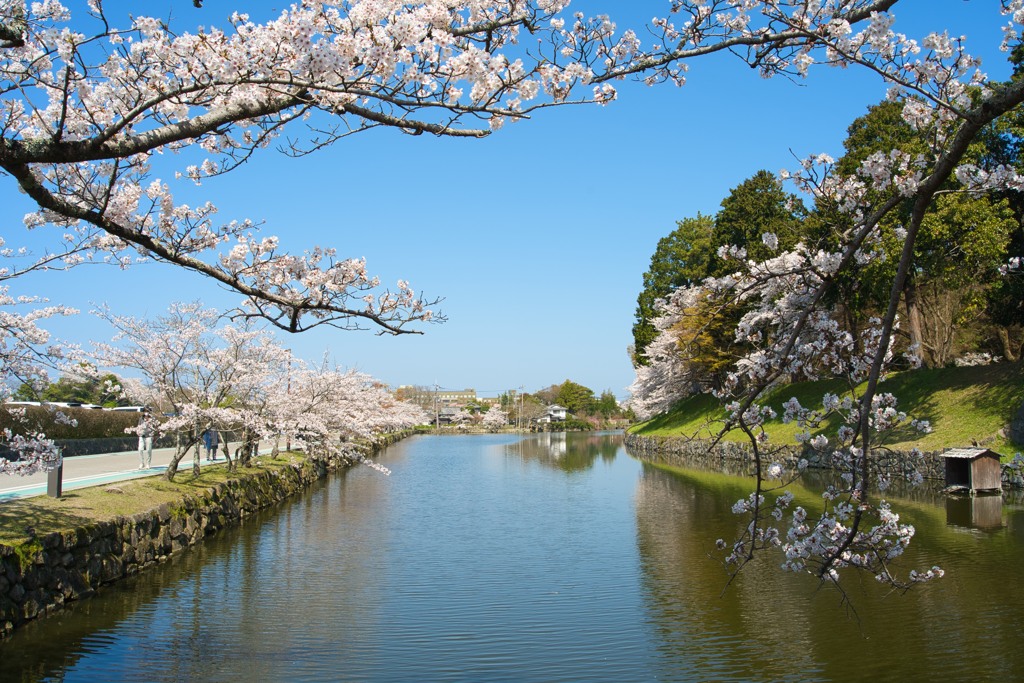 彦根城の春2