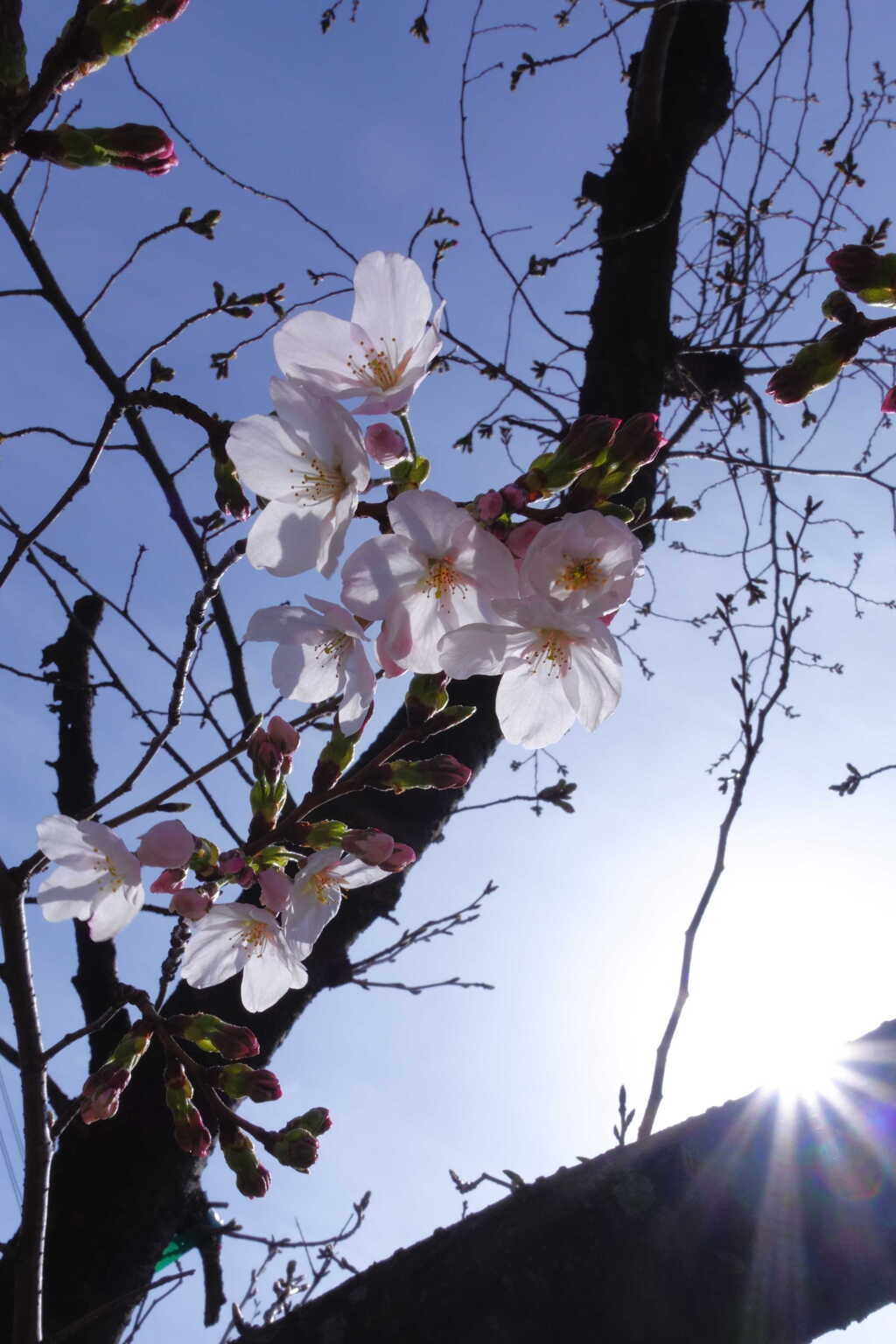 聖天山公園の桜２