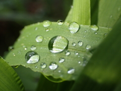 水玉兄弟