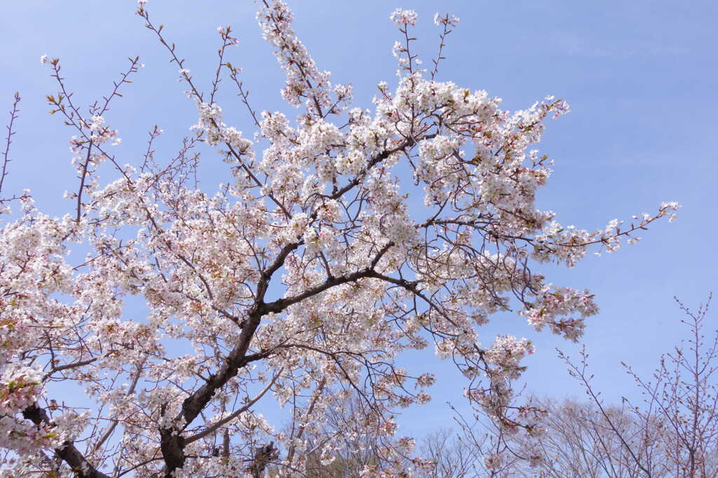 聖天山公園の桜１