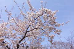 聖天山公園の桜１