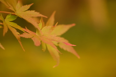 永観堂禅林寺のもみじ１