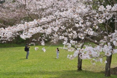 錦織公園桜木の里1