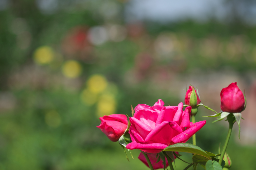 薔薇園