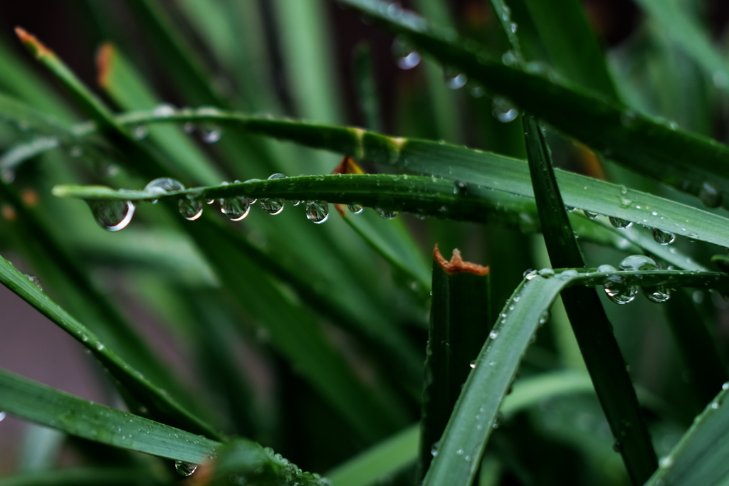 雨のジャングル