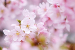 長居植物園桜2