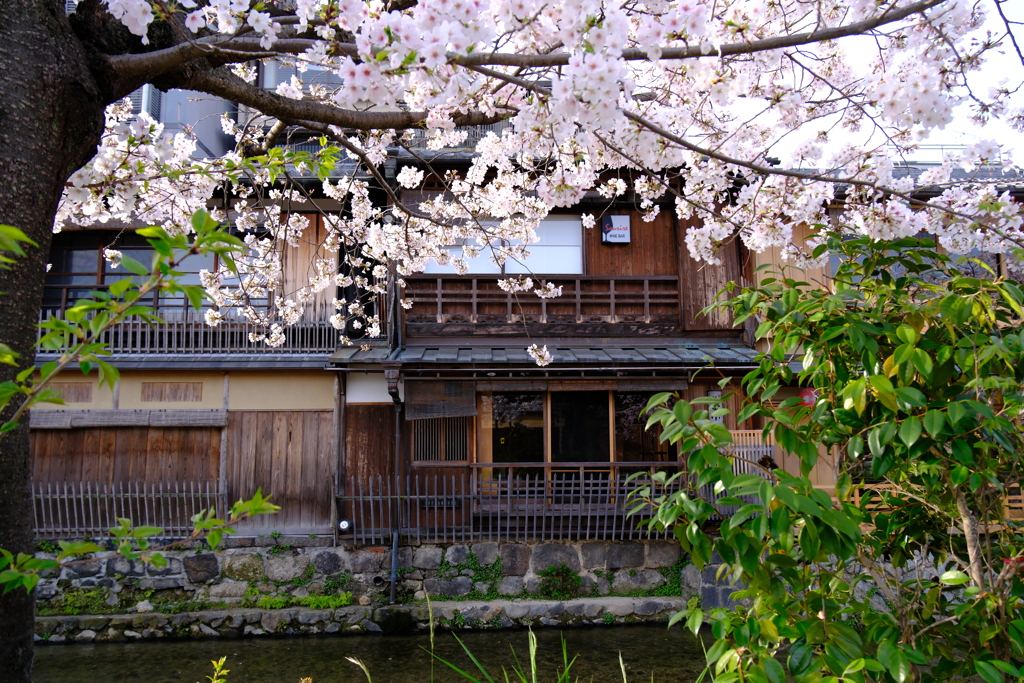 白川祇園の桜６