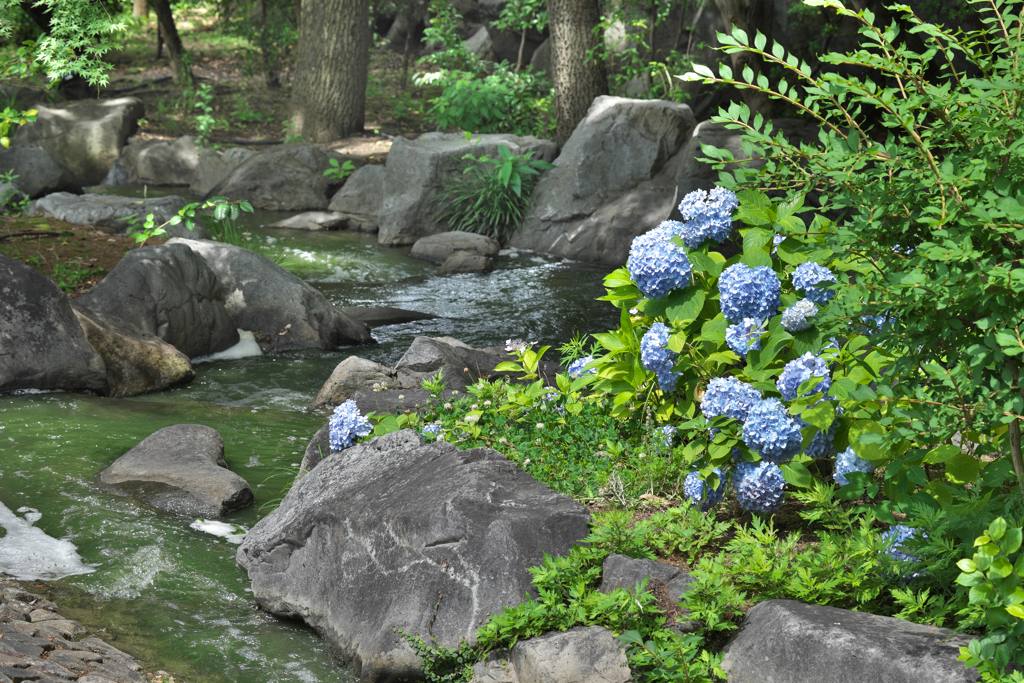 紫陽花