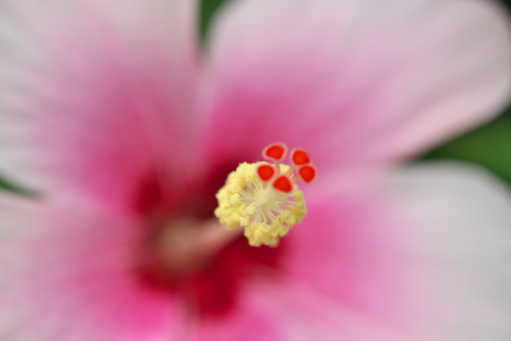 咲くやこの花館ハイビスカス