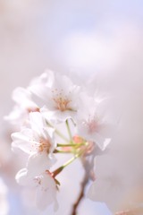 聖天山公園の桜３