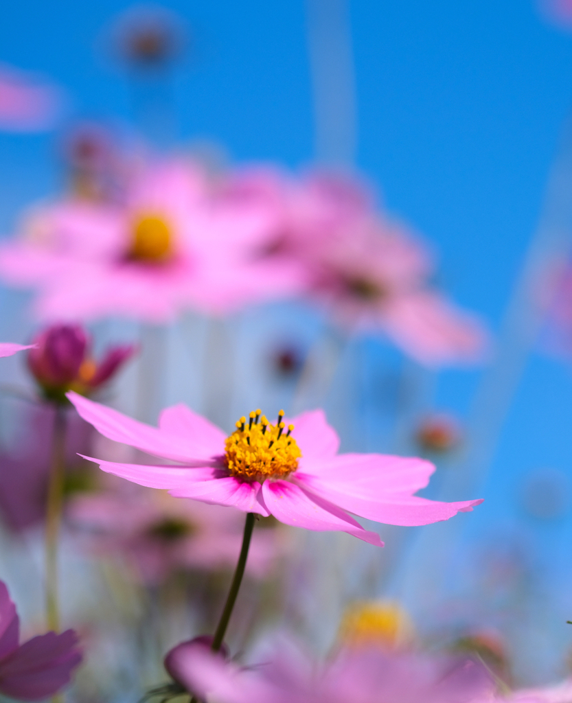 鶴見緑地コスモス